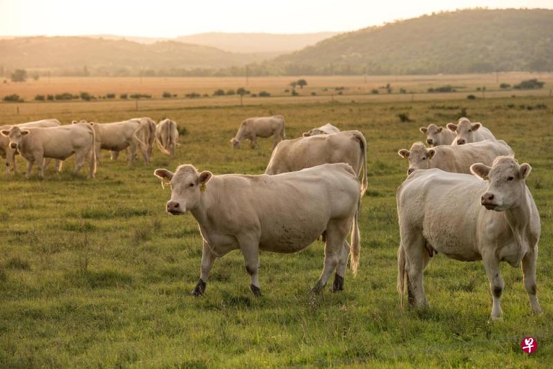 检测出牛结节病 印尼暂停从澳洲四设施进口活牛