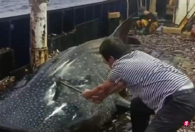 船员铁锤虐打鲸鲨 浙江海警局:已控制涉事人员