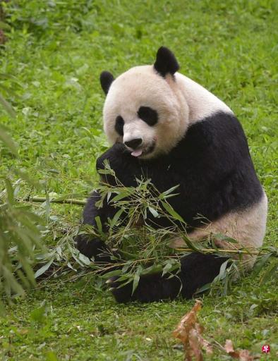 ��������è��Ű�����������й���䷴������