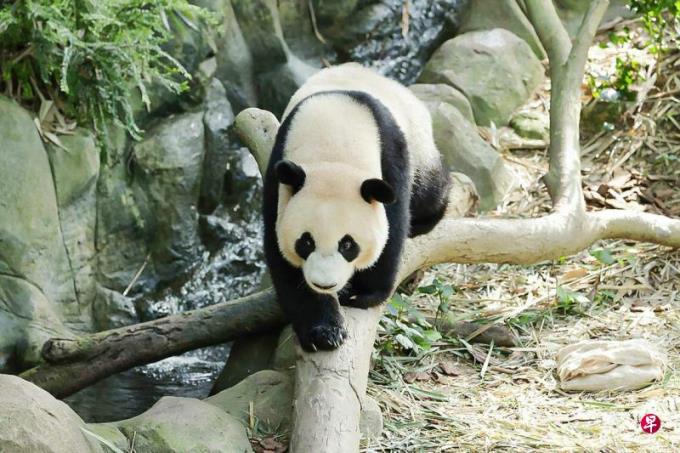 “新加坡制”叻叻延至明年1月回中国 12月13日最后一次见客