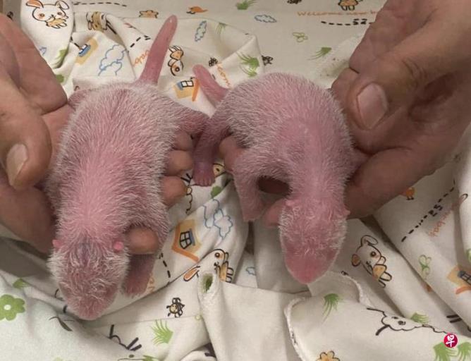 ��۴���è˫��̥�������2���빫�ڼ���