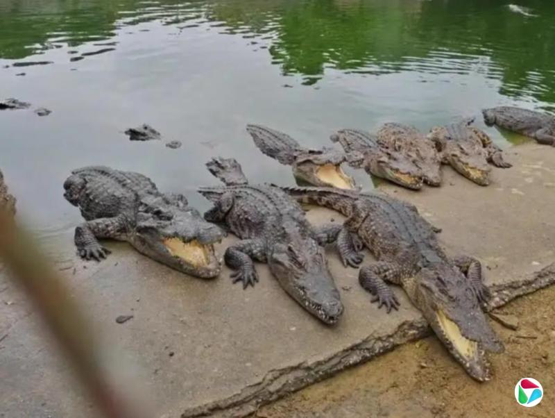 广东一批鳄鱼被法拍 买家需自行抓捕