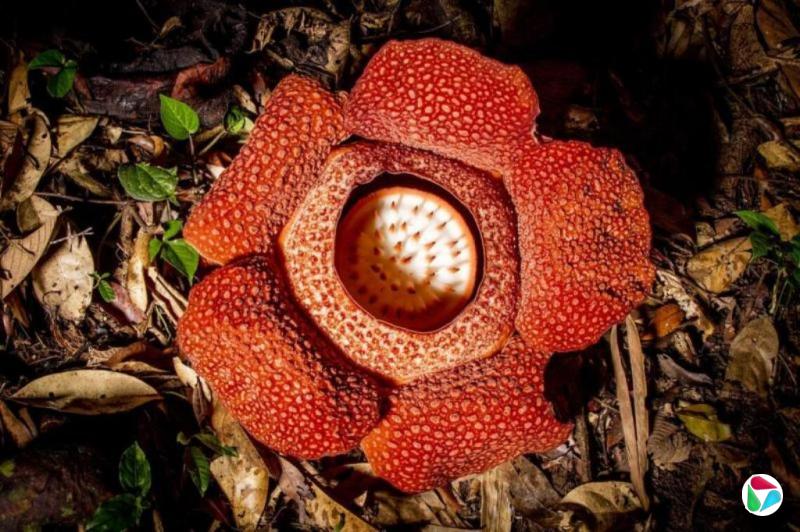 宋明家:一朵花的身份危机
——为莱佛士花改名提议的反思