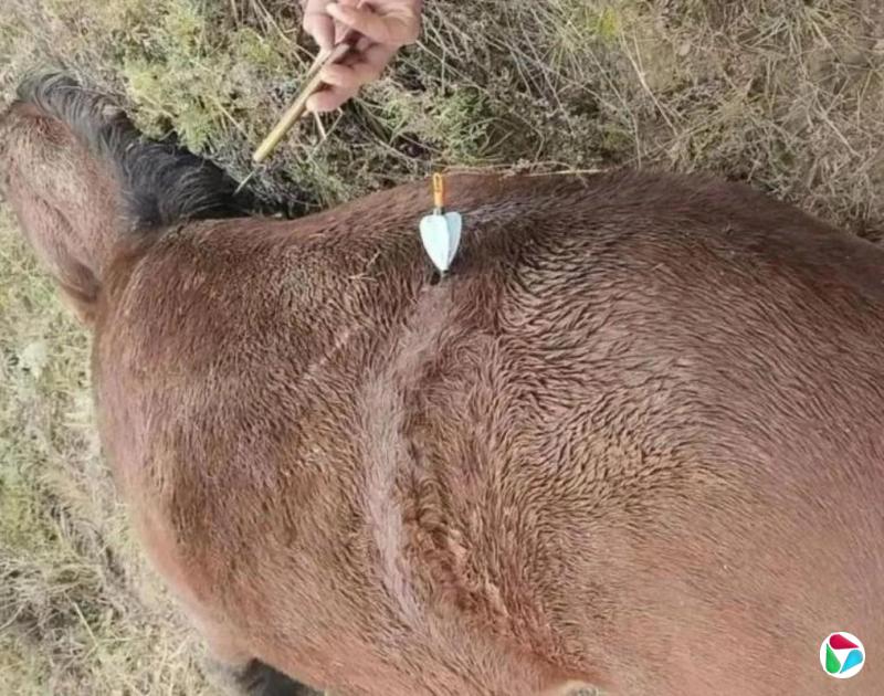 下午察:无人机化身“家畜刺客”?