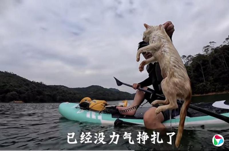 广东民众水库旁“放生”大量猫只 引小猫溺水及污染水源担忧
