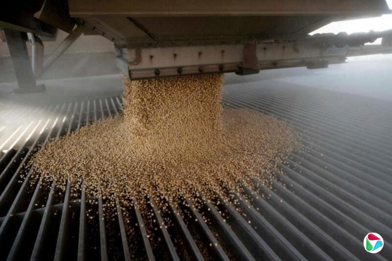 中国大量采购美国大豆 但价格高昂