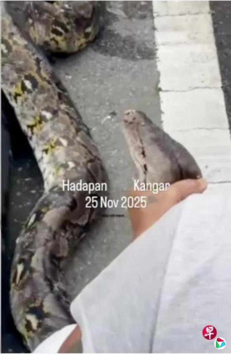 马国水灾惊现蛇患 五天接获43起捉蛇通报