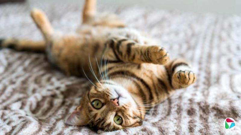 һֻ׵Ļèڵ̺ϣ̧ͷţ̵Ĵ۾˸Źâ