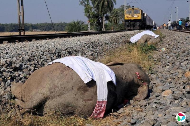 ӡ�ȿ����г�ײ����Ⱥ �����ͷ��������һͷ��������