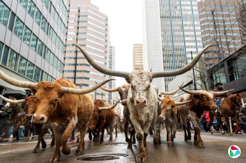 ��������ţ�г���