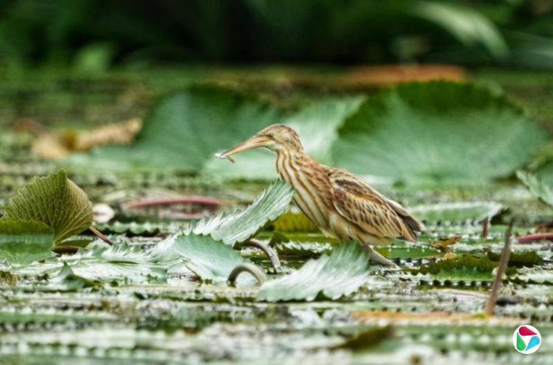 ����꿣�żȻ��������ֵ�ñ���