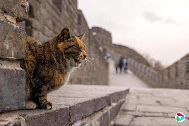 ����������¹ۡ��ܻ�Ӧ��ǰ��������Σ����