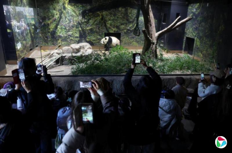 ������Ұ����è��� �ձ��״�ӭ��������èʱ����