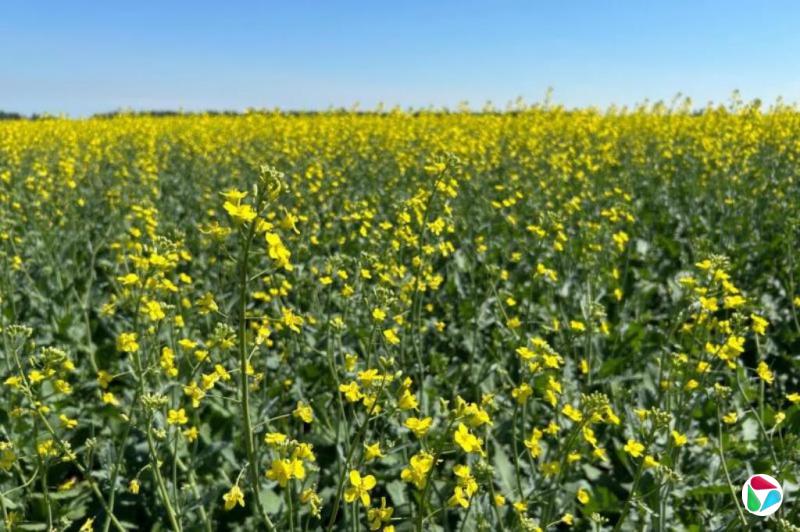 卡尼访华后 中国进口商加大采购加拿大油菜籽