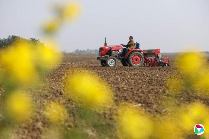 中央财政拨款12.5亿元支持冬小麦促弱转壮