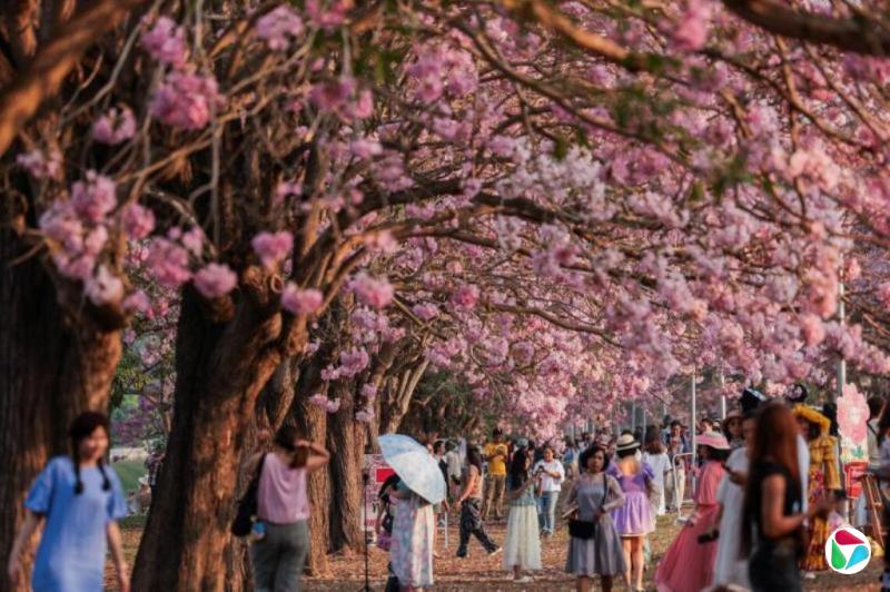 中国游客春节弃日本奔泰国 带动泰旅游业复苏
