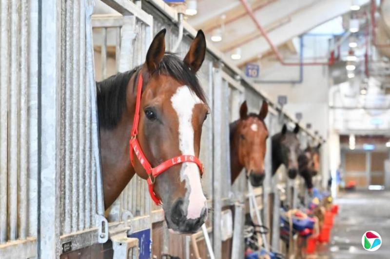 下午察:无博彩禁下注,广州30年后再跑马