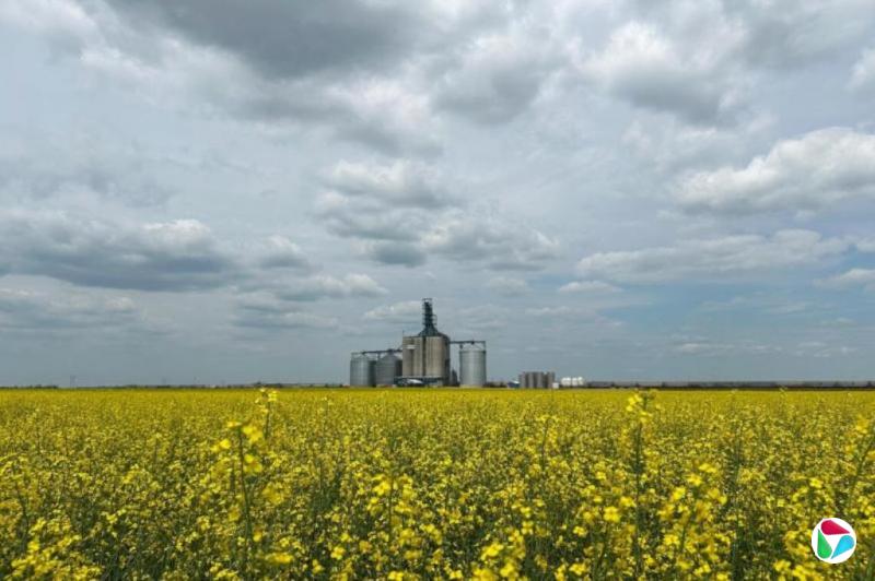 中国宣布从3月起下调加拿大进口油菜籽税率