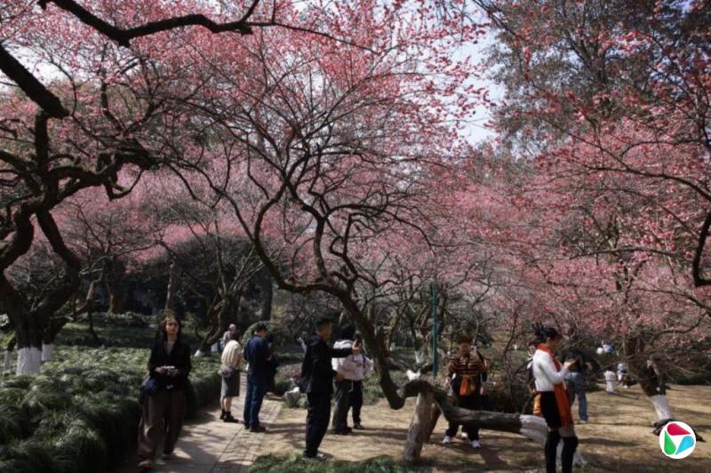 �й��ƹ���Сѧ�����  ����Ԥ������