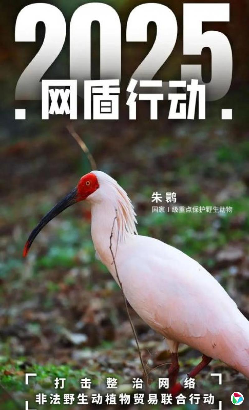 �й��鴦5800����Ұ����ֲ�ﰸ��