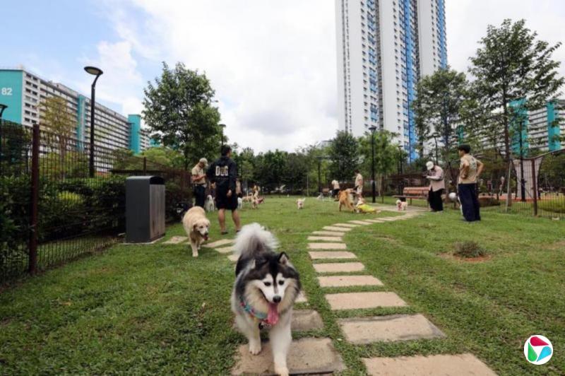 宋明家:可爱也是可害:宠物狗的悲哀