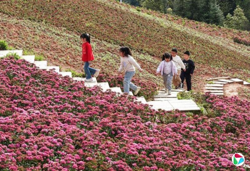 �й�10ʡ��ȫʡ������Сѧ�����