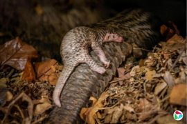 ���������¶��塰�����ӡ�