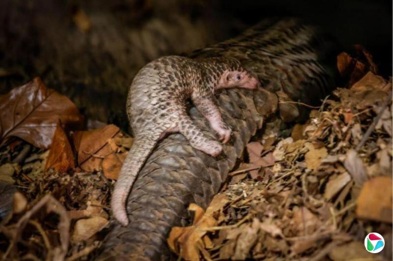 ���������¶��塰�����ӡ�