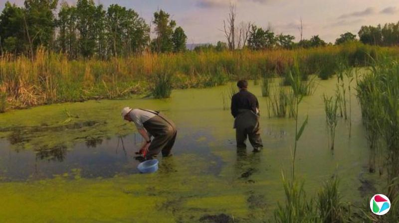 ���������ڳ������ࡢ���ܻ����Ŵ���ֲ��ĺ����н���Ұ����鹤��