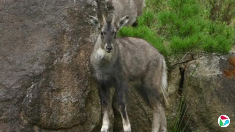 һֻ���׵�ɽ��վ����ʯ�ԣ���Χ�ɼ����̵Ĺ�ľ