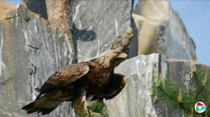 һֻ������ɫ������Ϣ��ǳɫ��ʯ������