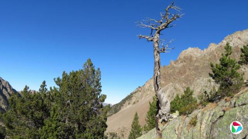 一株矮小的树,枝条光秃而短粗,从荒凉的岩谷中岩石间生长而起,在明亮的蓝天下显得孤立。