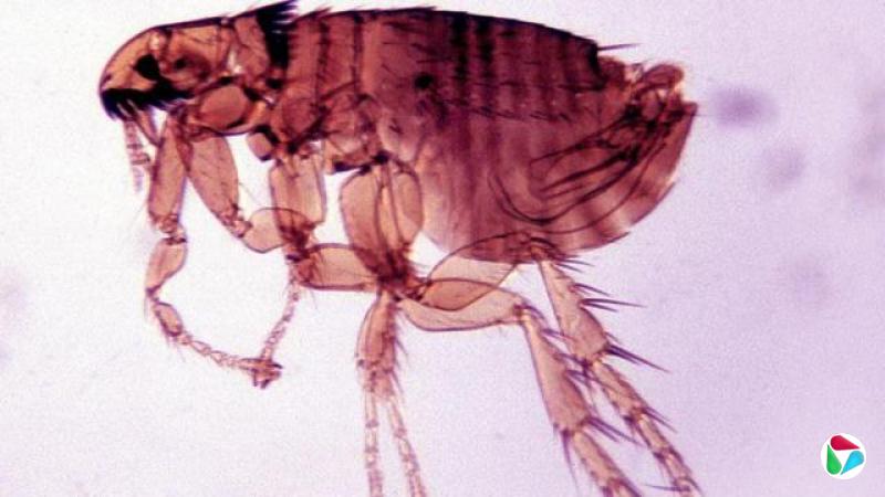 这只小型无翅、吸血的昆虫被染成红色,映衬在紫色背景之上。
