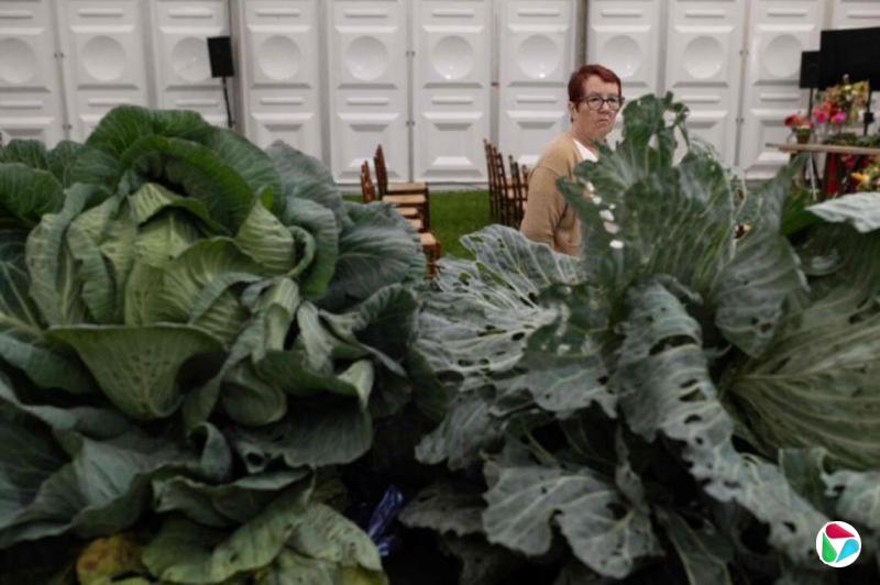 卷心菜花椰菜化合物 助激活抗癌免疫细胞