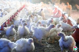 �ձ�������һũ��ȷ�ϸ��²�������������