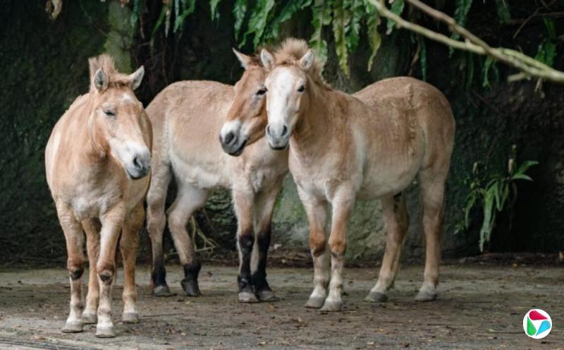 台北动物园濒危蒙古野马在农历新年迎高光时刻