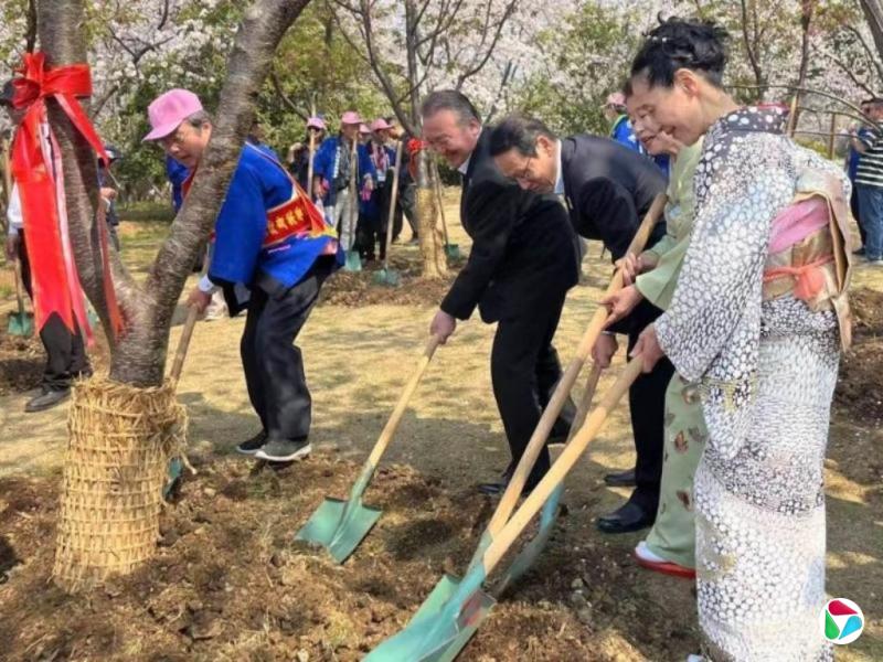 日本未受邀参加无锡市日中樱花植树活动