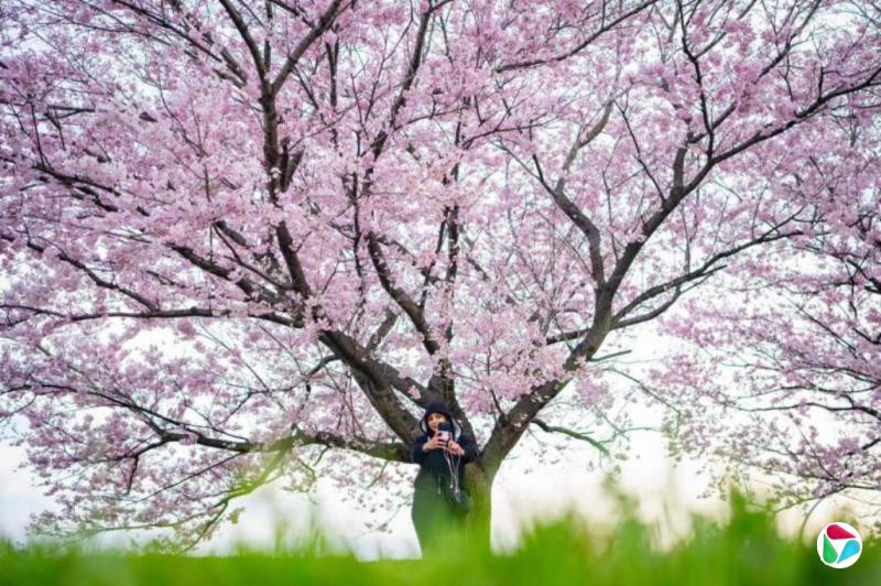 ͨ���Ƹ��ձ�ʳƷ�۸� �����ӣҰ�ʹ�ͳ