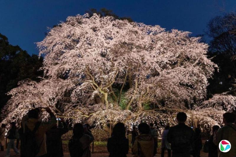 �ձ�4�����ս��黯���� ��ס��10��ſ�����