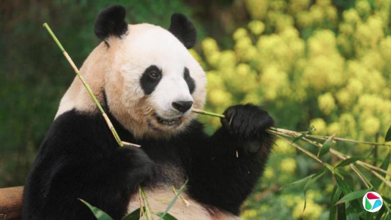 �������鳤���й������ٴ���������è����