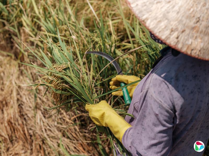 һ����Ů�����ع����������ո�ˮ������������������ĵ�ũҵ��֮һ��